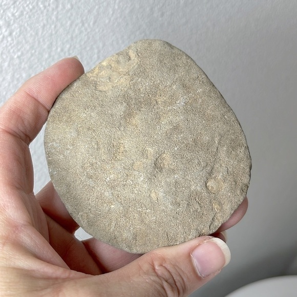 Oregon Fossilized Sea Shells & Coral Fossils | Natural Rock • Educational Lot - Picture 13 of 17